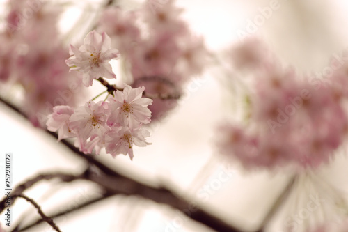 branch with cherry blossoms