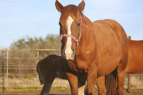 Foal horse nursing in shadows of mare mom.