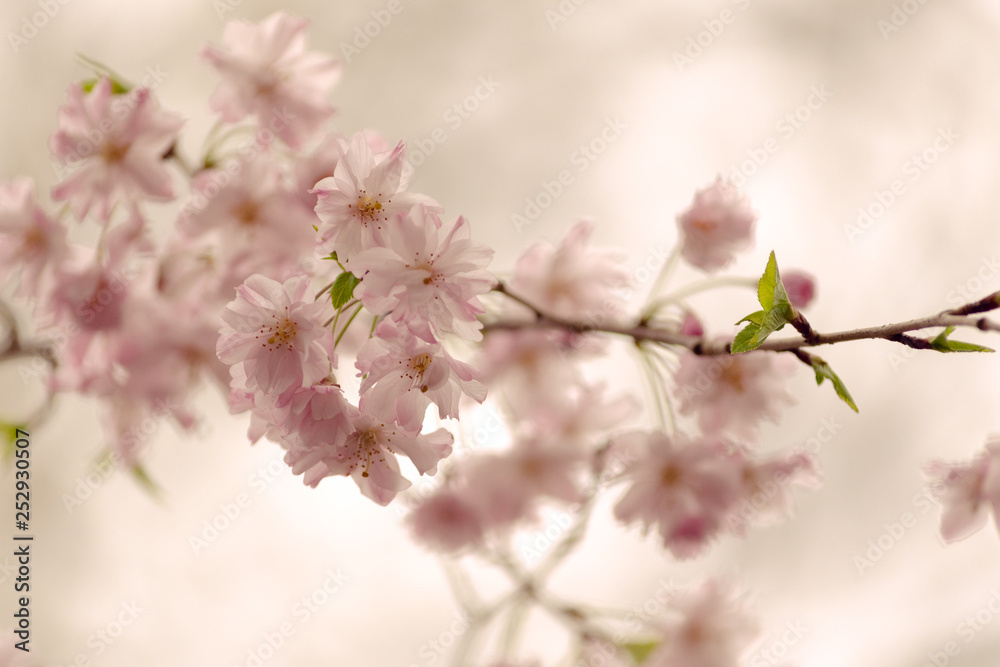 branch with cherry blossoms