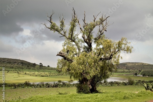 tree