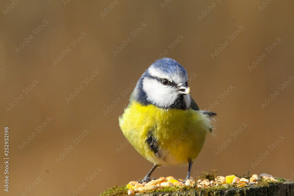 Fototapeta premium blue tit