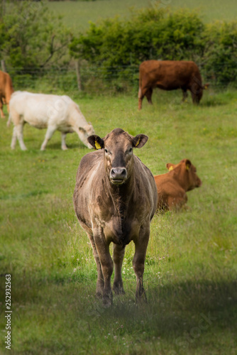 Cow © Sabine
