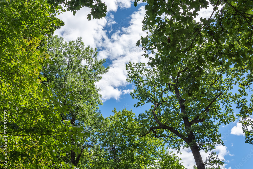 Trees in summer with blue sky Trees in summer with blue sky