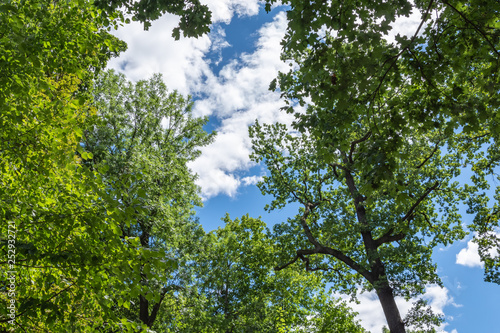 Fototapeta Naklejka Na Ścianę i Meble -  Trees in summer with blue sky