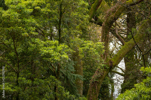 Forest Trees  Green Background.