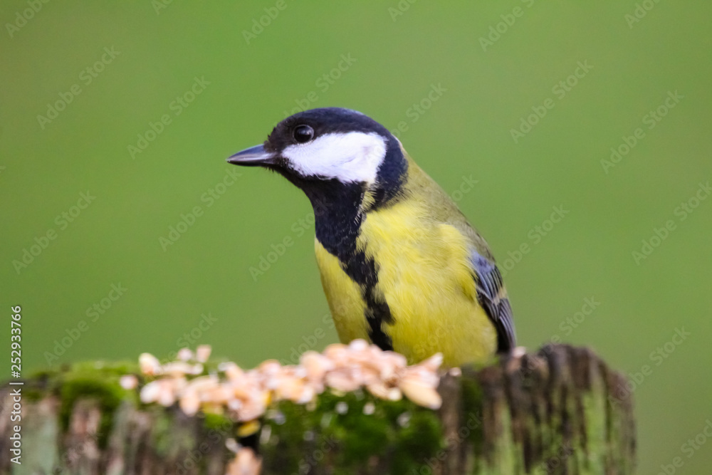 great tit