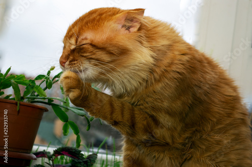 A ridiculously funny red cat on the windowsill sniffs an indoor plant photo