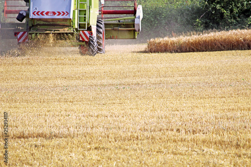 Harvest in Summer