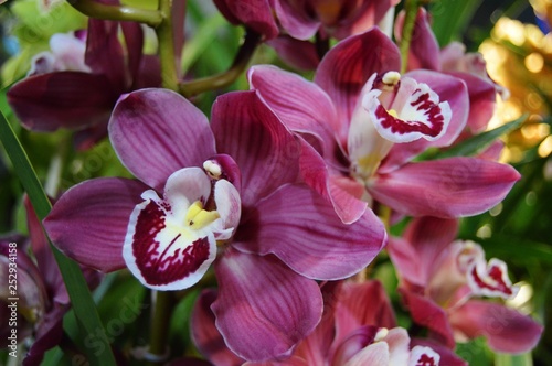 orchidea photo
