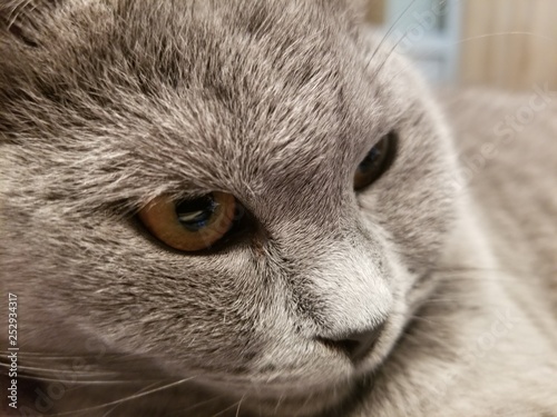 gray british small kitten close-up. close-up of muzzle cat's. cute kitty