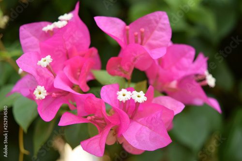 Pink Bougainvillea flowers - Image