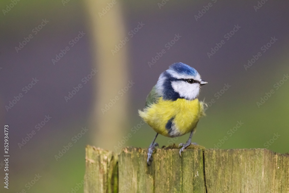 Obraz premium bluetit