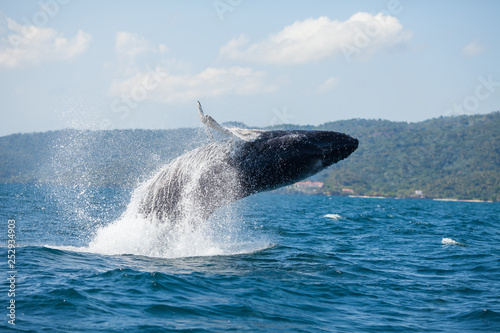 The humpback whale photographed in the waters of Samana peninsula, Dominican Republic © jenya_tarasof