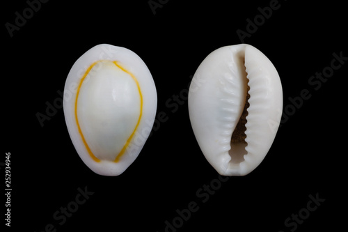 Canvas Print Cypraea annulus