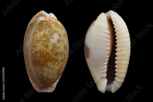 Cypraea erosa photo