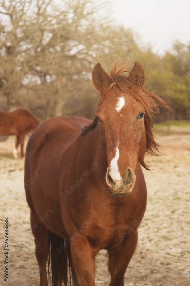 Horse mane blowing in wind on western farm. Horse mane blowing in wind on western farm.