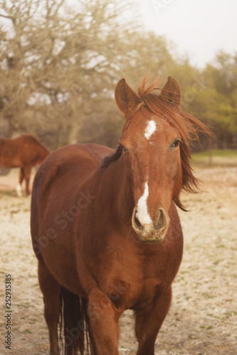 Horse mane blowing in wind on western farm. © ccestep8