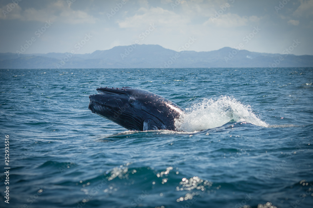 Fototapeta premium The humpback whale photographed in the waters of Samana peninsula, Dominican Republic