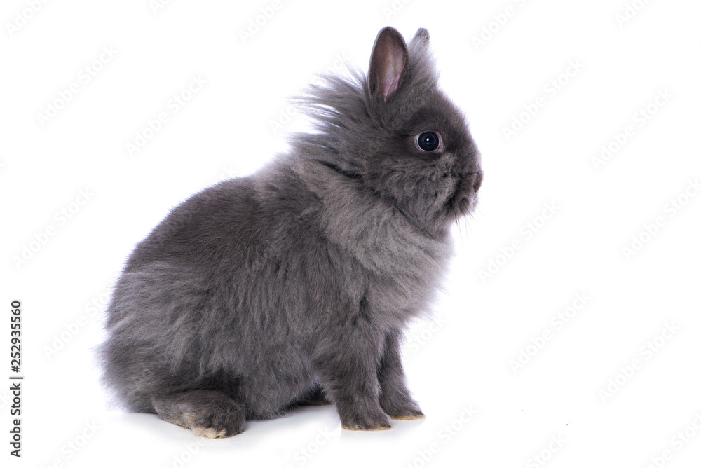 Obraz premium Cute dwarf rabbit