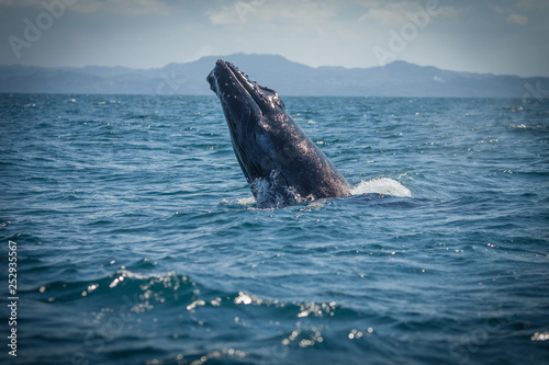 The humpback whale photographed in the waters of Samana peninsula  Dominican Republic