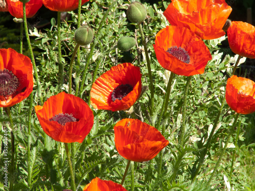 Fototapeta premium maki odrodowe