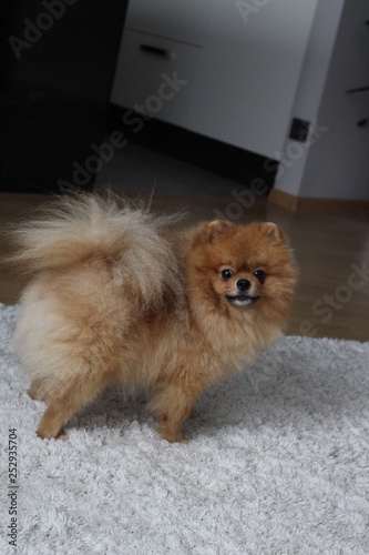 dog