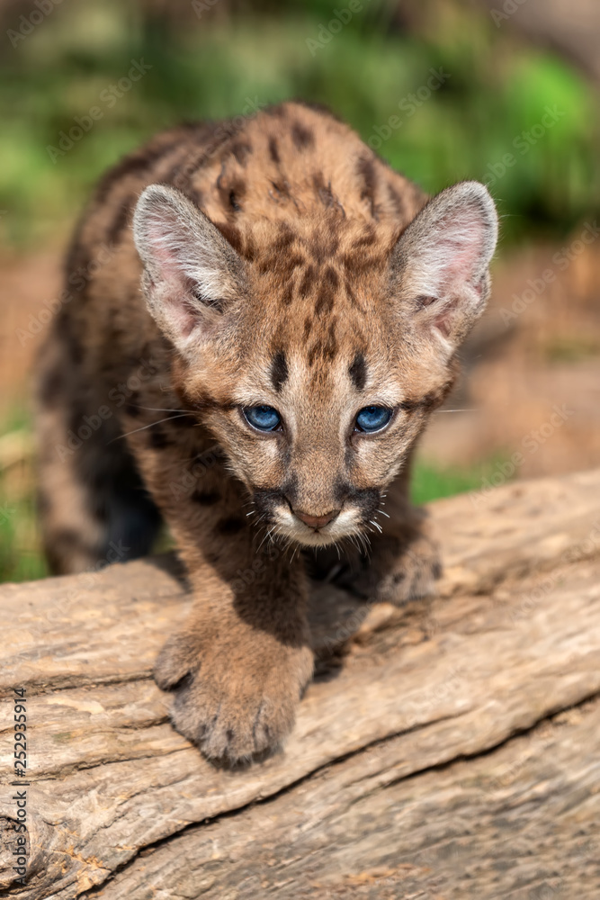 Portrait baby cougar, mountain lion