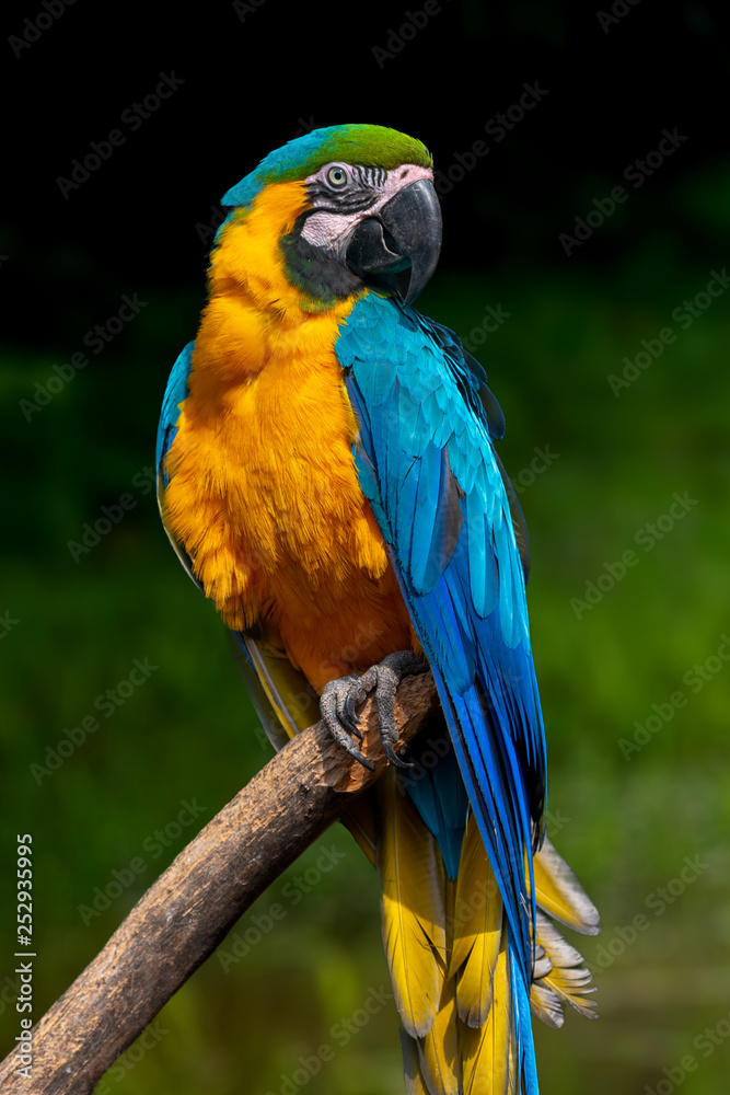 Parrot bird (Severe Macaw) sitting on the branch