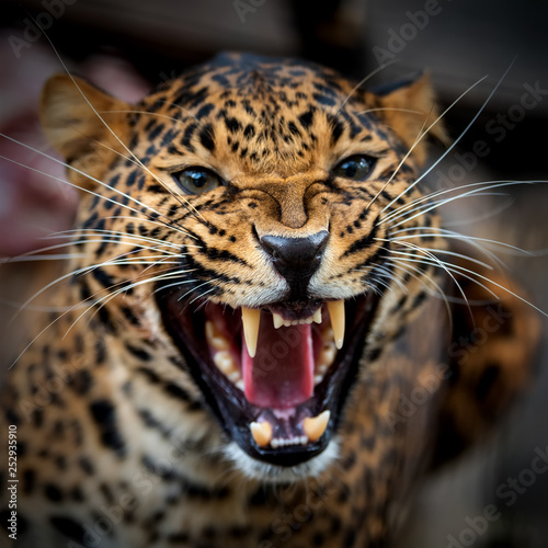 Close up young leopard portrait