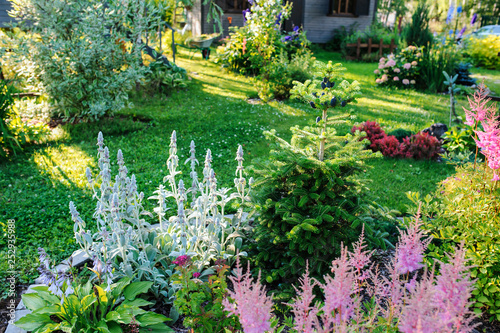 Fototapeta Naklejka Na Ścianę i Meble -  beautiful blooming summer garden in english cottage style. Flower bed with astilbe, stachys, abies koreana and other perennials