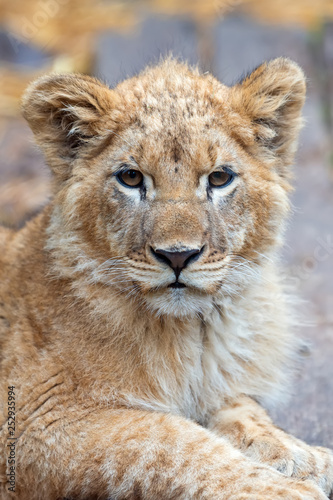 Lion cub in spring time