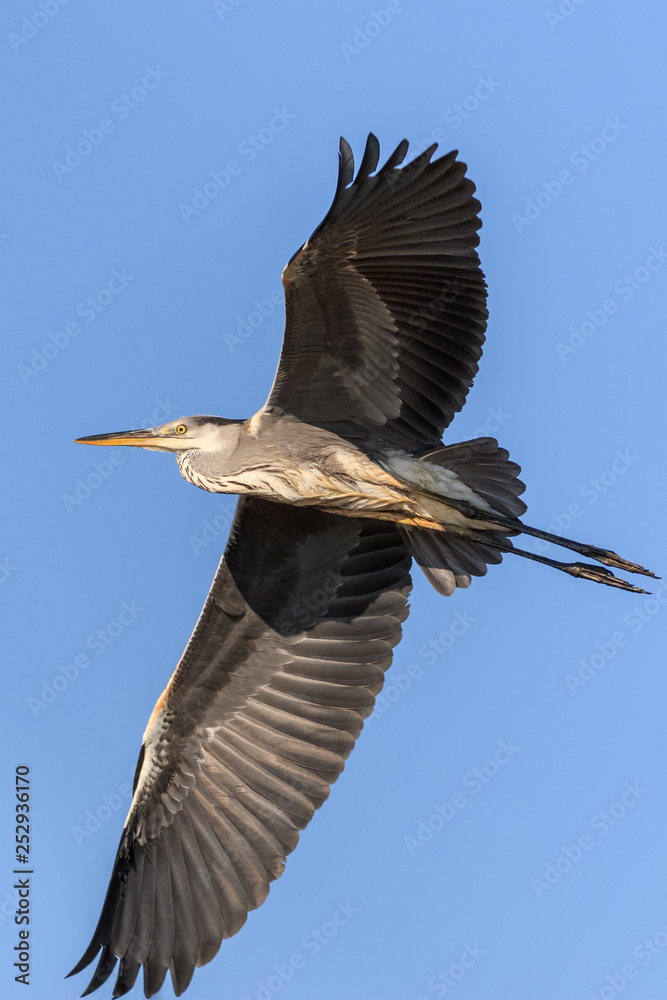 Obraz premium grey heron in flight