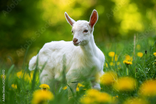 White baby goat standing on green grass © byrdyak