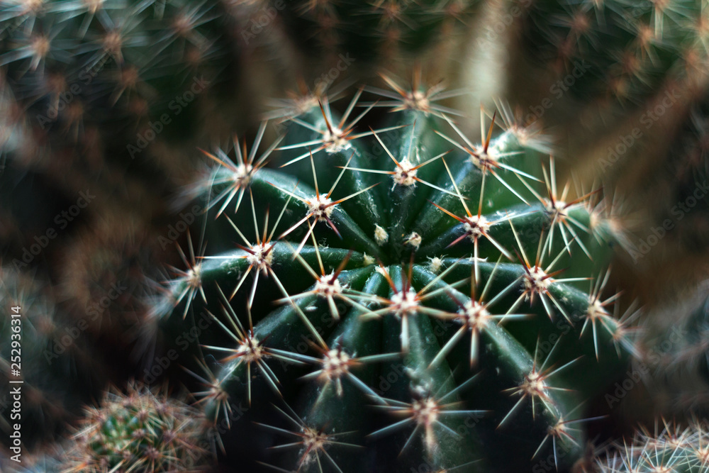 Green round cactus with needles, macro, background. Prickly plan