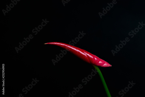 Anthurium bud on black background