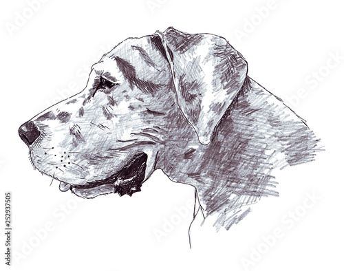 A sketch of the head of a great dane made with a pen and pencil