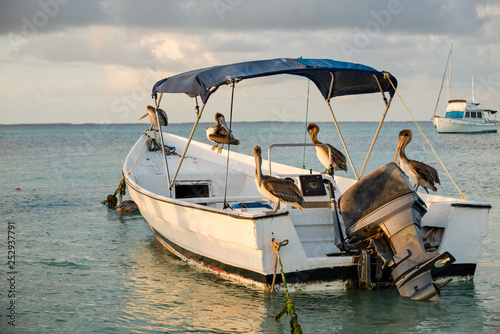 Brown Pelicans resting in a Boat during a beautiful sunset at Los Roques National Park