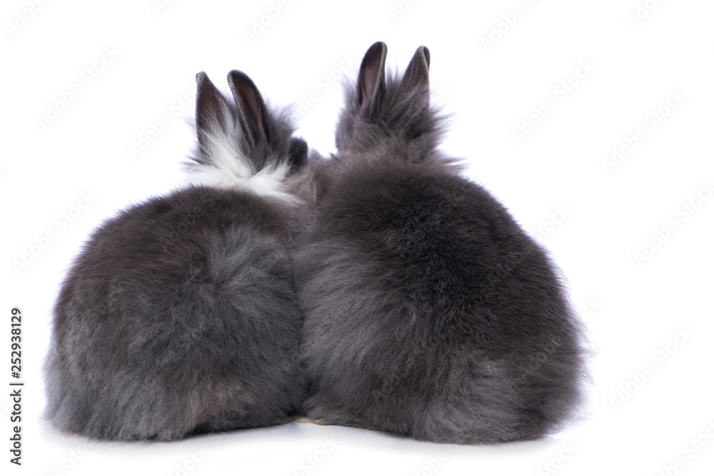 Obraz premium Cute dwarf rabbit from behind
