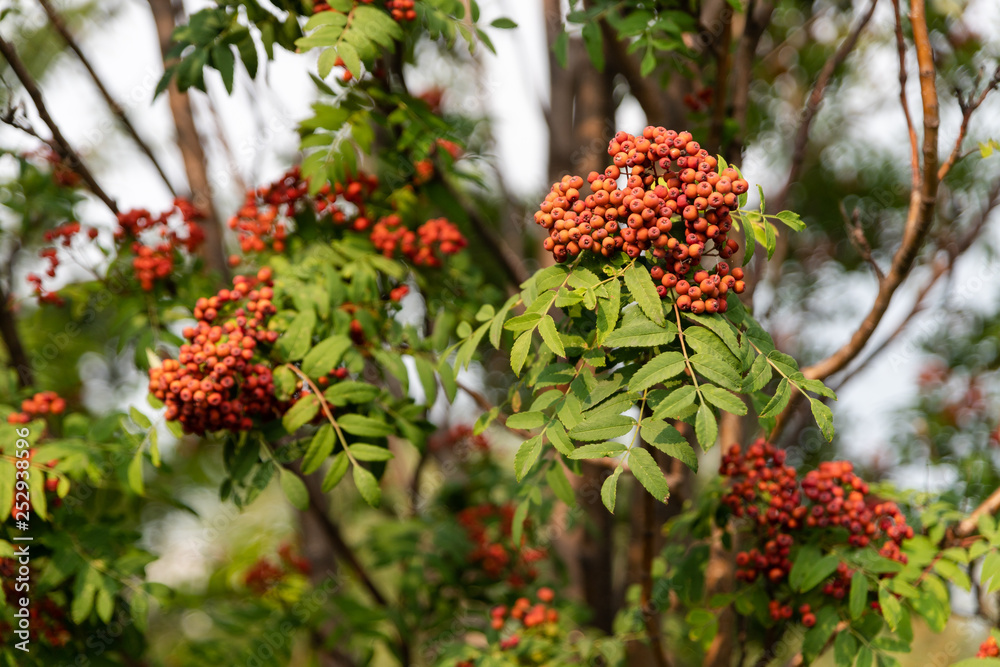 Rowan bunches growing on a branch with green foliage Rowan bunches growing on a branch with green foliage