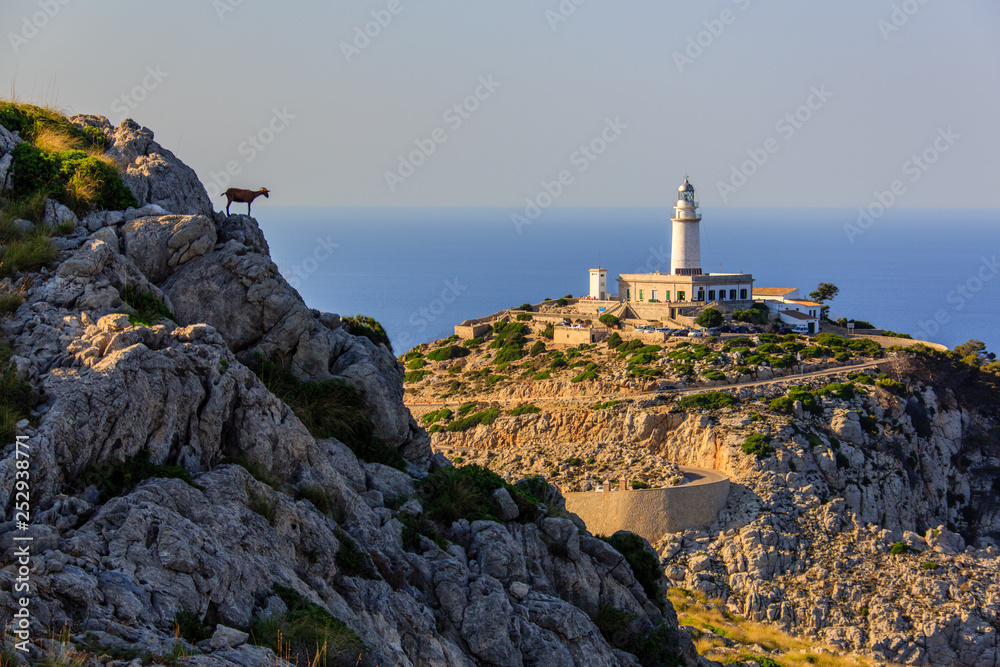 Cap de Formentor mit Leuchtturm und Ziege auf der Insel Mallorca in Spanien