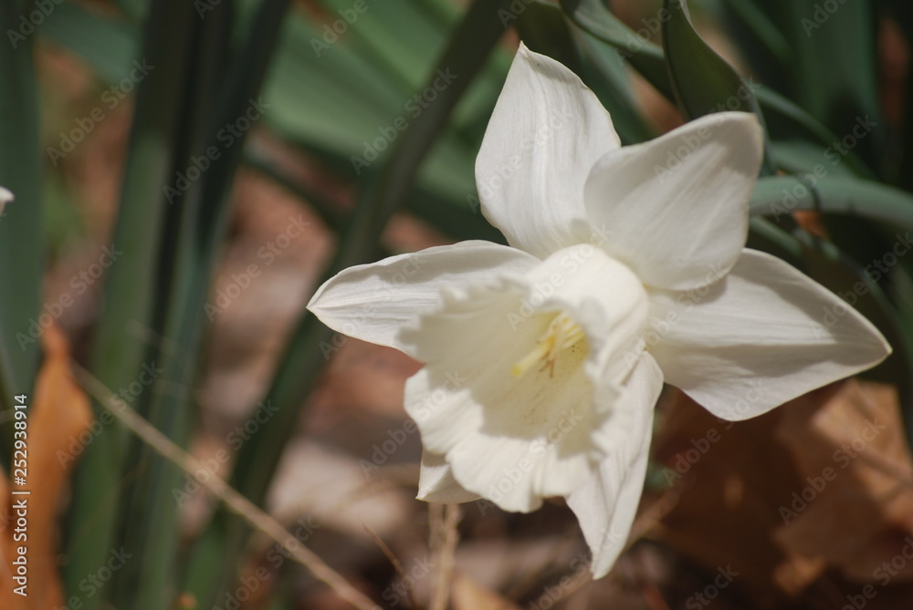 Obraz premium BP 0789