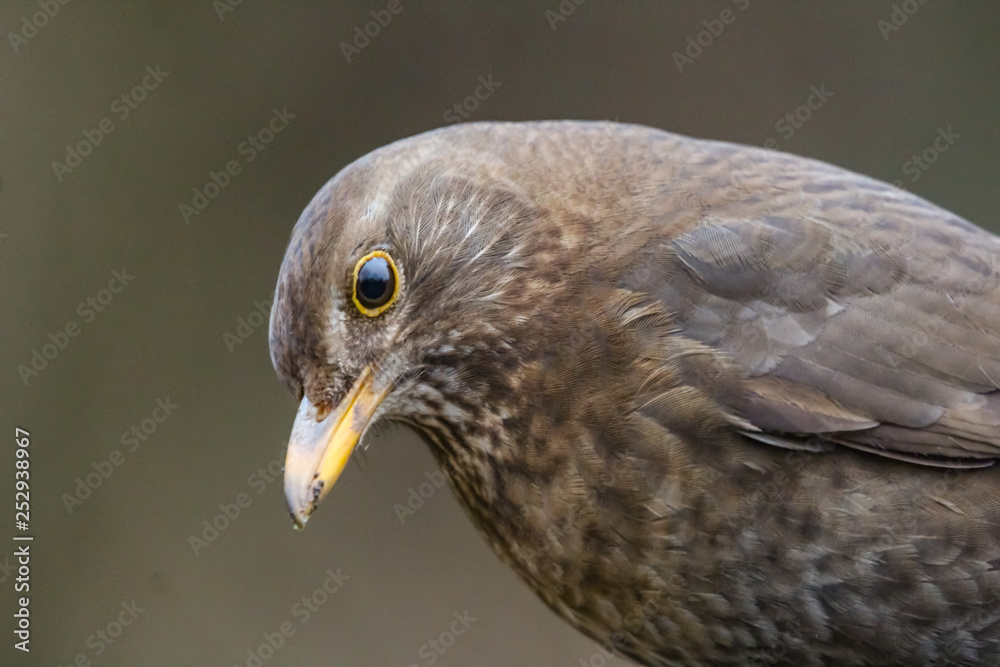 blackbird blackbird