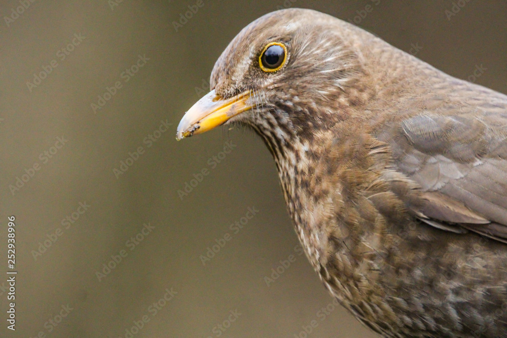 blackbird blackbird