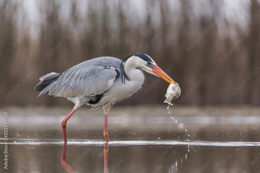 Obraz premium Grey Heron