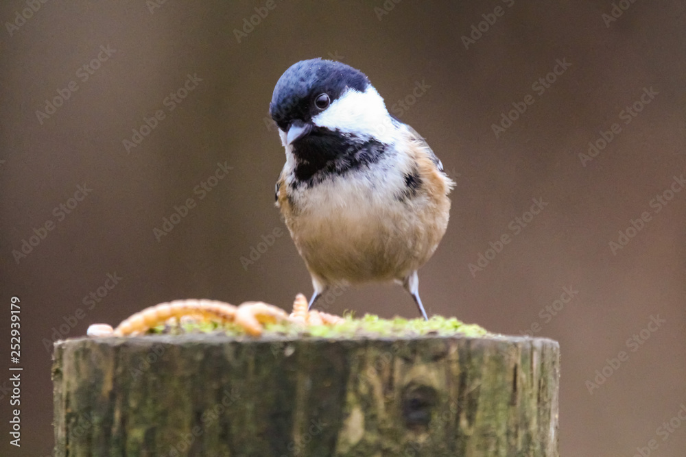 Obraz premium coletit