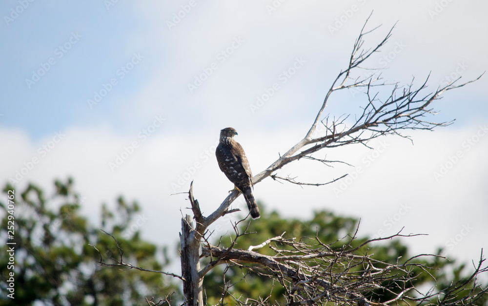 Cooper's Hawk Perched on a Dead Tree Cooper's Hawk Perched on a Dead Tree