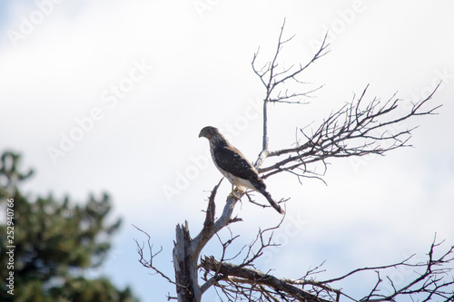 Cooper s Hawk Perched on a Dead Tree