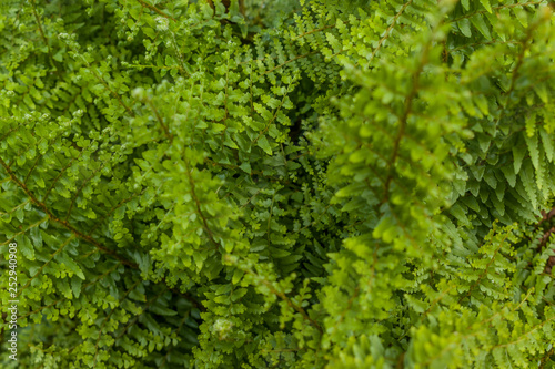 FERN LEAF BACKGROUND