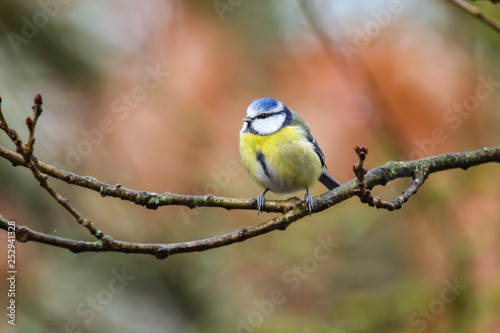 bluetit