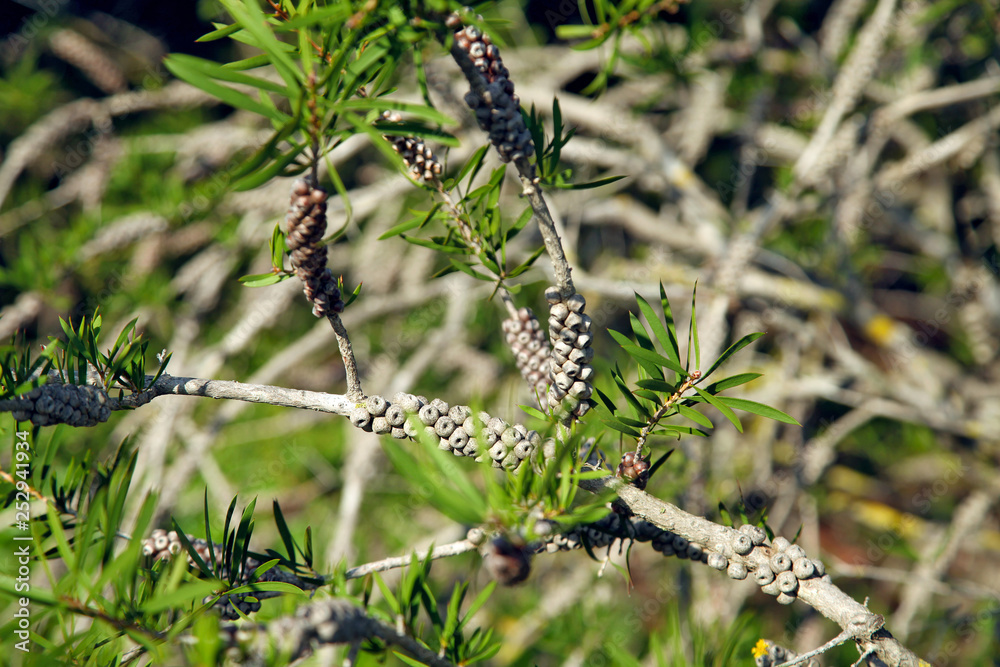 Natural background with branches of exotic trees Natural background with branches of exotic trees